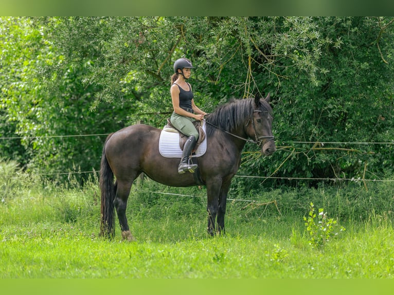 Noriker Klacz 3 lat 159 cm Kara in Kraiburg am Inn