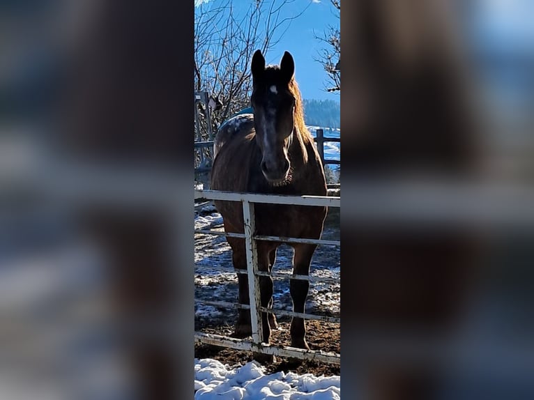 Noriker Klacz 3 lat 160 cm Formy Brown Falb in Bad Vigaun
