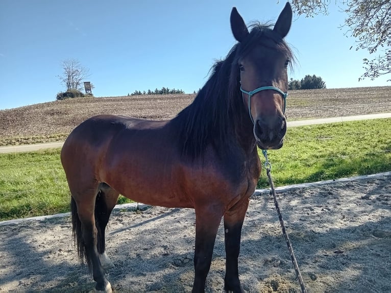 Noriker Klacz 3 lat 162 cm Gniada in Höhnhart