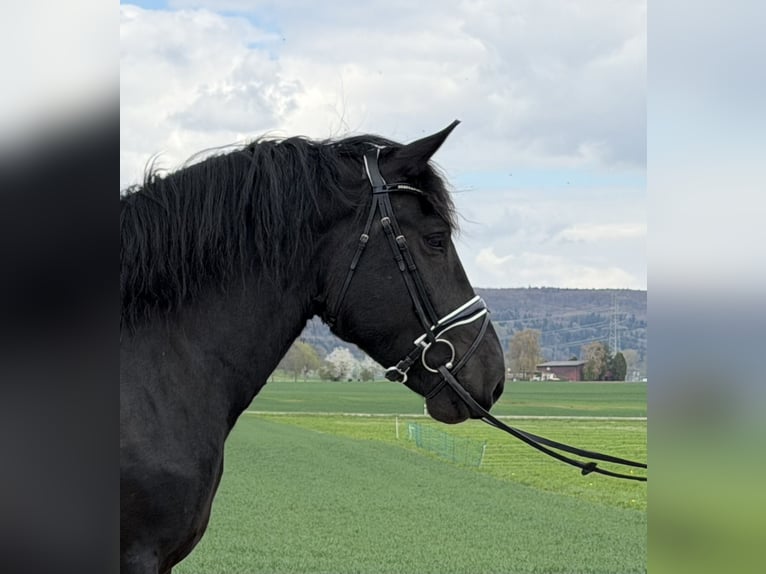 Noriker Klacz 3 lat 164 cm Kara in Riedlingen