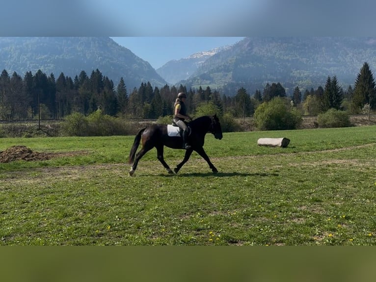 Noriker Klacz 3 lat Kara in St. Daniel