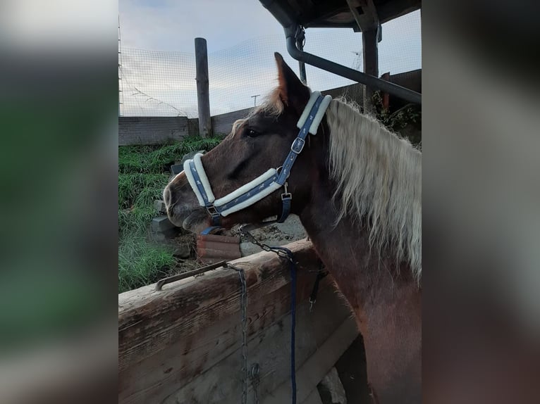 Noriker Klacz 4 lat 162 cm Ciemnokasztanowata in Scheidegg