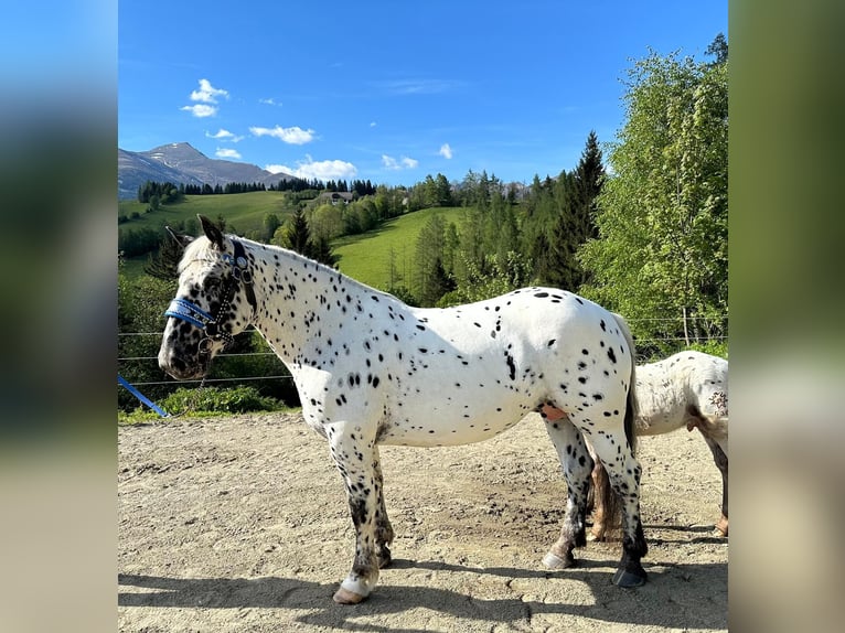 Noriker Klacz 4 lat 163 cm Tarantowata in Murau