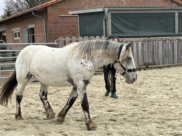 Noriker Klacz 4 lat 169 cm Tarantowata in Dassel