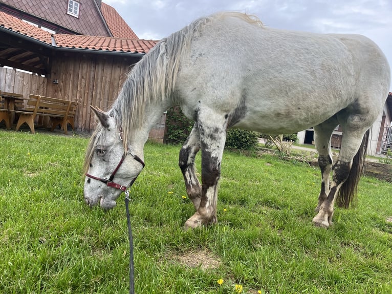 Noriker Klacz 4 lat 169 cm Tarantowata in Dassel