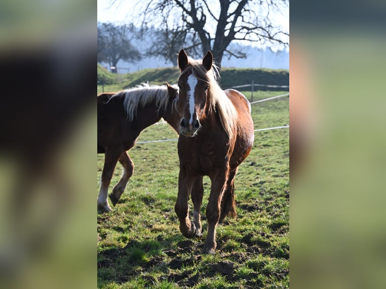 Noriker Klacz 4 lat Ciemnokasztanowata in Klettgau