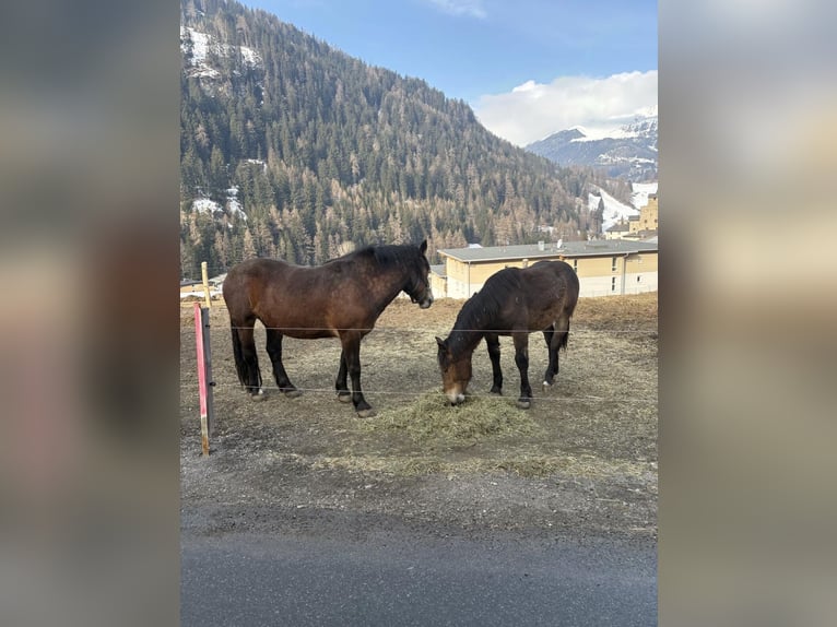 Noriker Klacz 4 lat Gniada in Nauders
