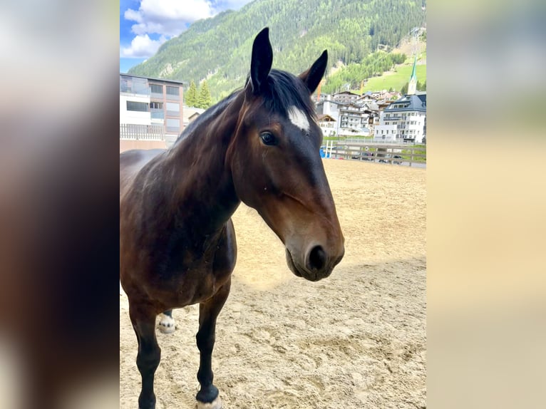 Noriker Klacz 5 lat 156 cm Gniada in Ischgl