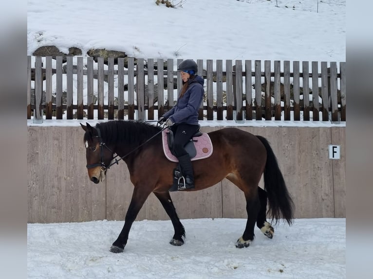 Noriker Klacz 5 lat 156 cm Gniada in Ischgl