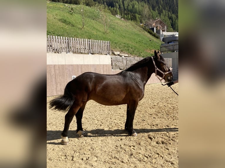 Noriker Klacz 5 lat 156 cm Gniada in Ischgl