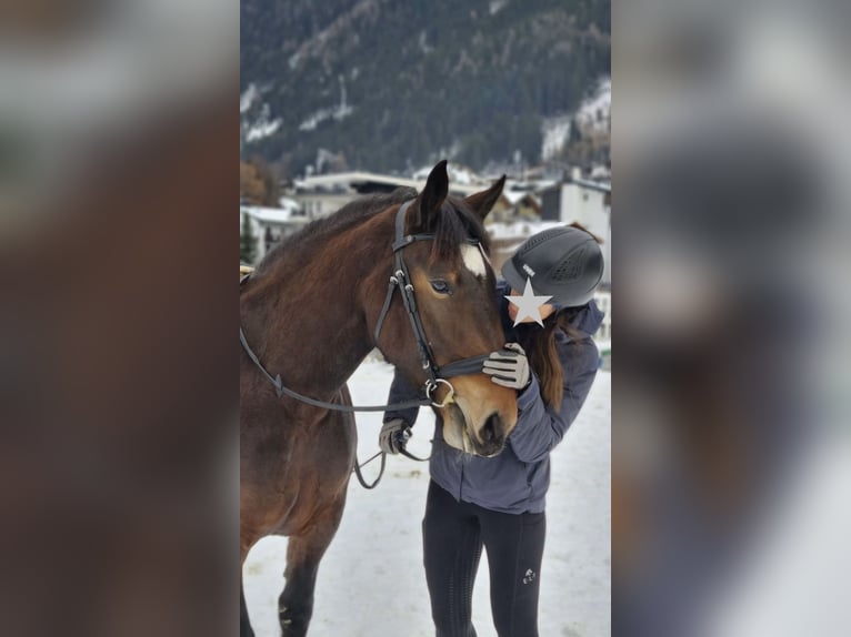 Noriker Klacz 5 lat 156 cm Gniada in Ischgl