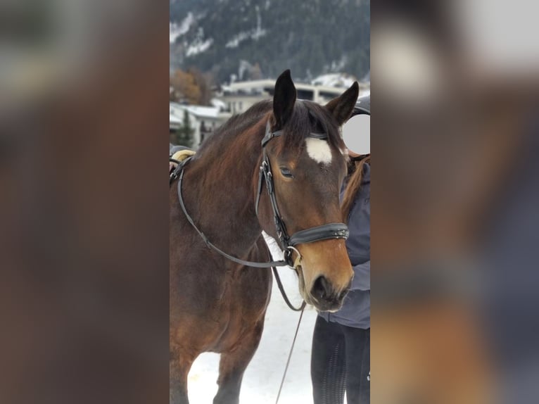 Noriker Klacz 5 lat 156 cm Gniada in Ischgl