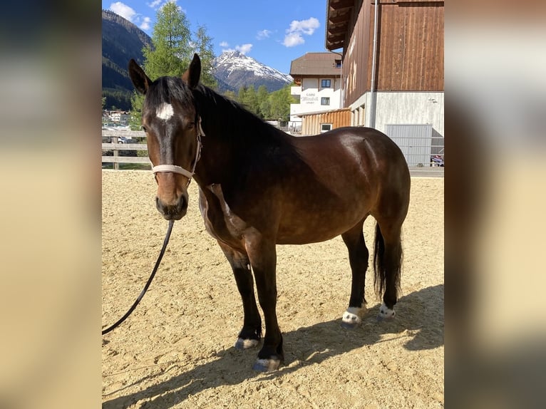 Noriker Klacz 5 lat 156 cm Gniada in Ischgl