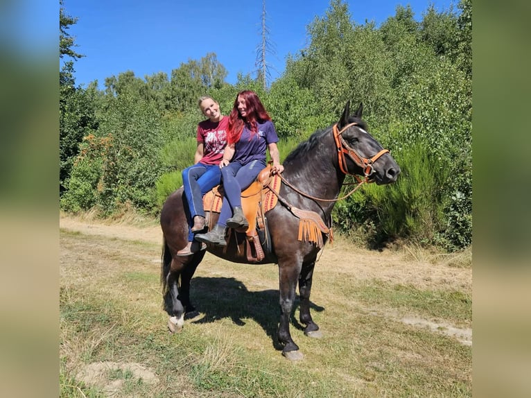 Noriker Klacz 5 lat 162 cm Kara in Linkenbach