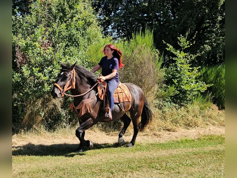Noriker Klacz 5 lat 162 cm Kara in Linkenbach