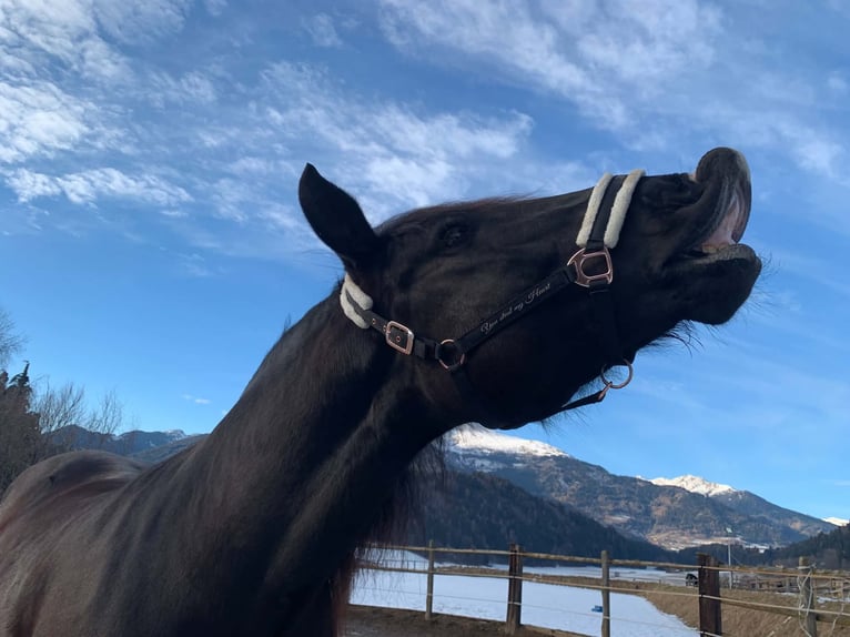 Noriker Klacz 5 lat 162 cm Kara in Seeboden am Millstätter See