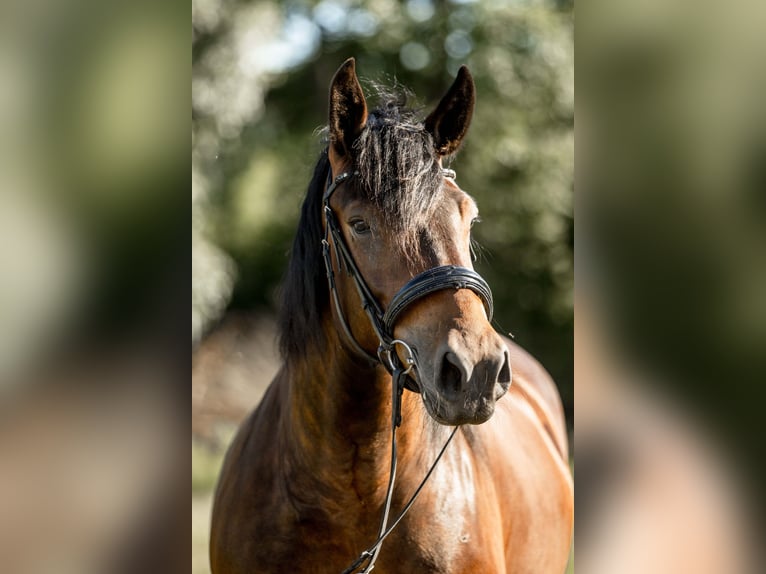 Noriker Klacz 5 lat 165 cm Gniada in Braunau am Inn