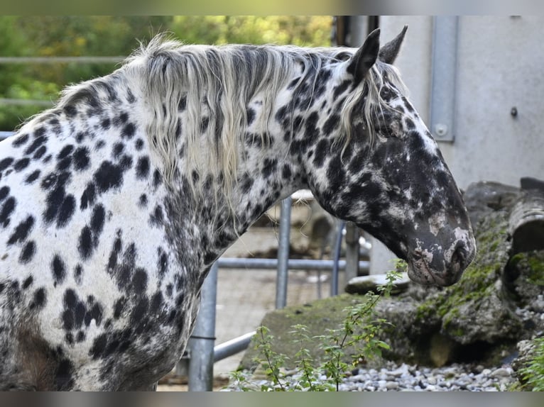 Noriker Klacz 6 lat 159 cm in Küssaberg