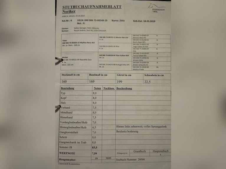 Noriker Klacz 6 lat 164 cm Kara in Schwoich