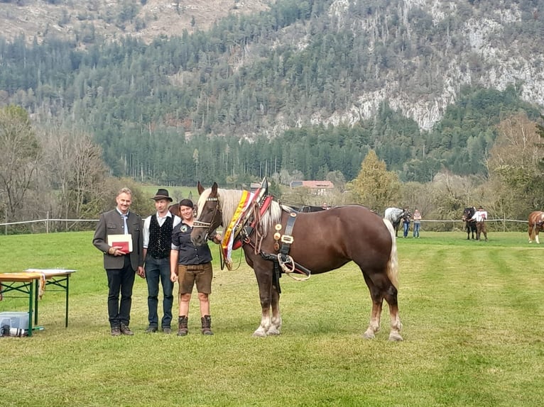 Noriker Klacz 6 lat 170 cm Ciemnokasztanowata in Kötschach