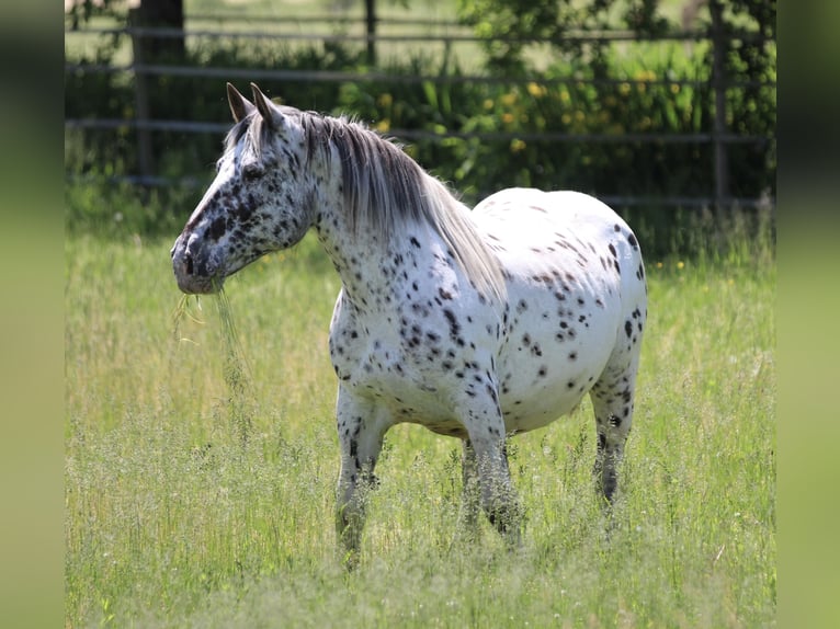 Noriker Klacz 7 lat 157 cm Tarantowata in Waldshut-Tiengen