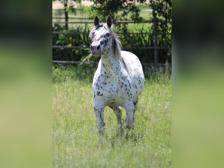 Noriker Klacz 7 lat 157 cm Tarantowata in Waldshut-Tiengen
