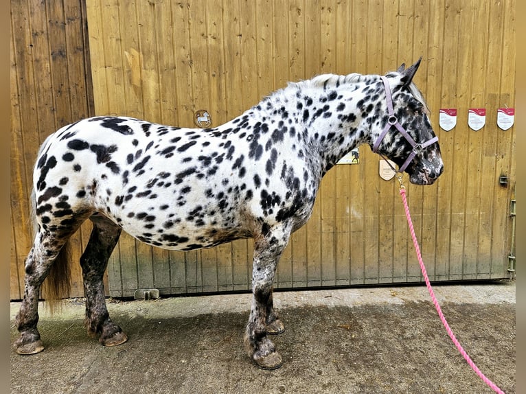 Noriker Klacz 7 lat 159 cm in Küssaberg