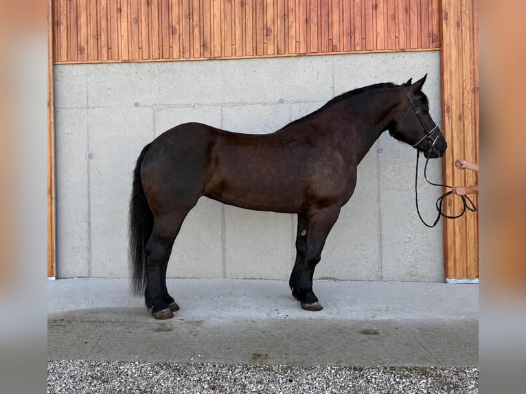 Noriker Klacz 7 lat 163 cm Kara in OberalmHallein