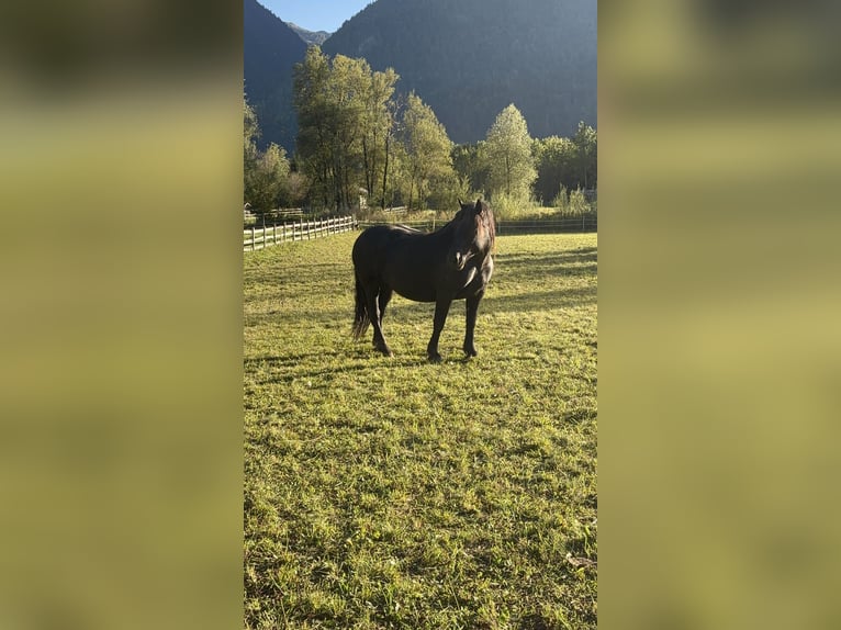 Noriker Klacz 7 lat 164 cm Kara in Dellach