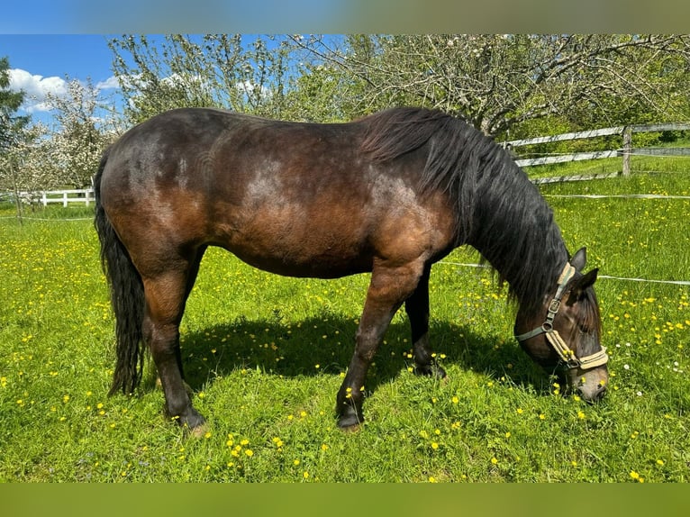Noriker Klacz 7 lat 164 cm Skarogniada in Rottenburg am Neckar