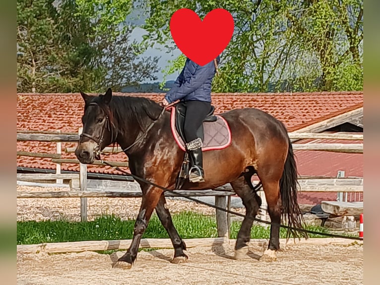 Noriker Klacz 7 lat 164 cm Skarogniada in Rottenburg am Neckar