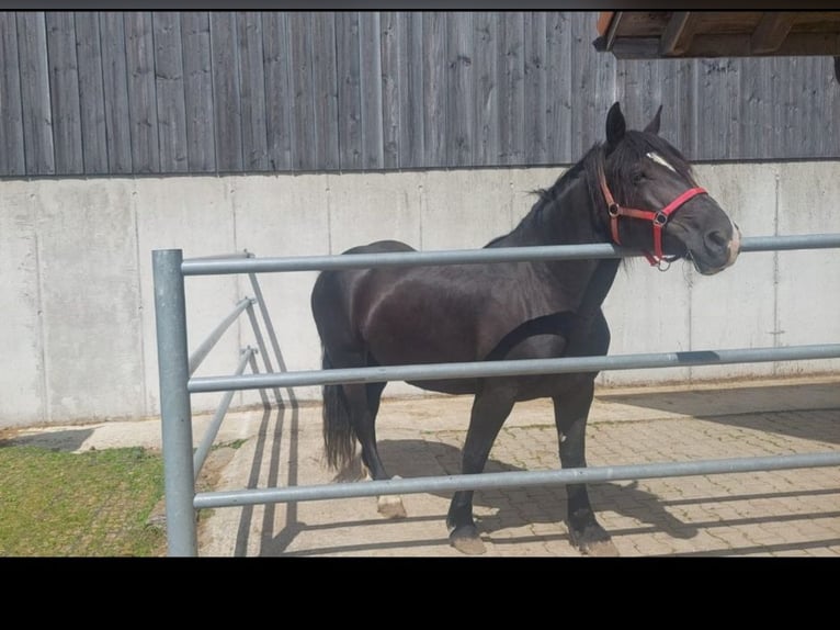 Noriker Klacz 7 lat Kara in Innerberg