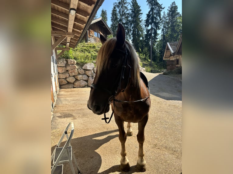 Noriker Klacz 7 lat Kasztanowata in Altenmarkt im Pongau