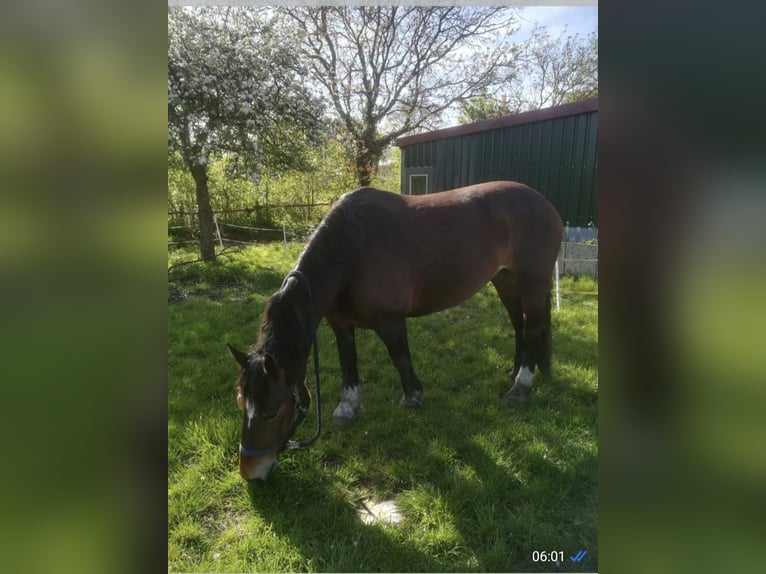 Noriker Klacz 8 lat 154 cm Gniada in Nordwalde
