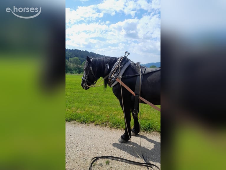 Noriker Klacz 8 lat 160 cm Kara in KLAFFER