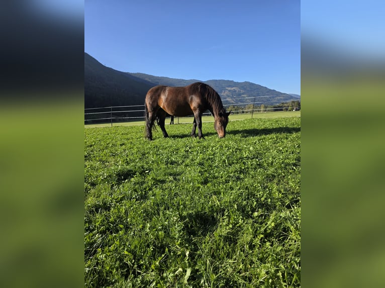 Noriker Klacz 8 lat 164 cm Gniada in Mitterhofen