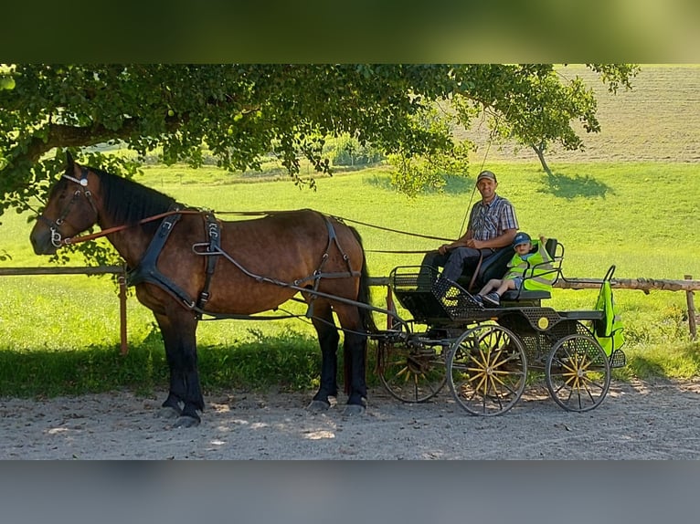 Noriker Klacz 8 lat  in Klettgau