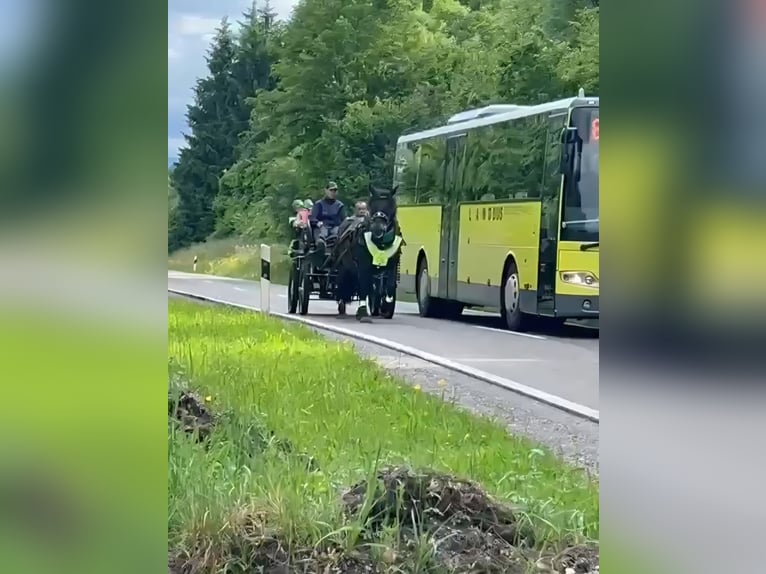 Noriker Klacz 9 lat 155 cm Ciemnogniada in Buchenberg