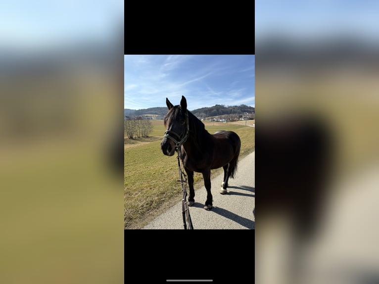 Noriker Klacz 9 lat 158 cm Ciemnogniada in Altenhof am Hausruck