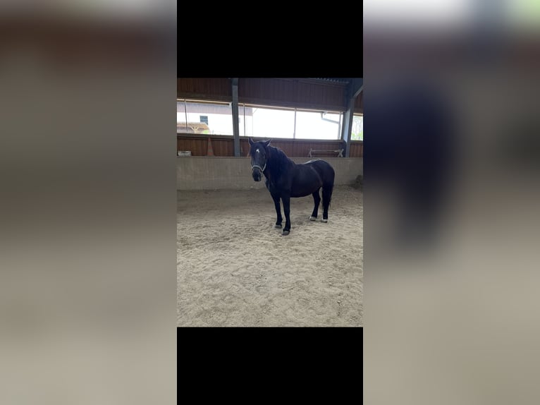 Noriker Klacz 9 lat 158 cm Ciemnogniada in Altenhof am Hausruck