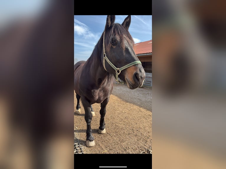 Noriker Klacz 9 lat 158 cm Ciemnogniada in Altenhof am Hausruck