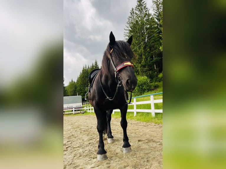Noriker Klacz 9 lat 160 cm Kara in St.Margarethen im Lungau
