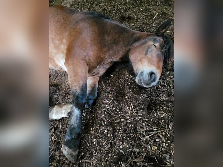 Noriker Klacz 9 lat 163 cm Gniada in Viersen