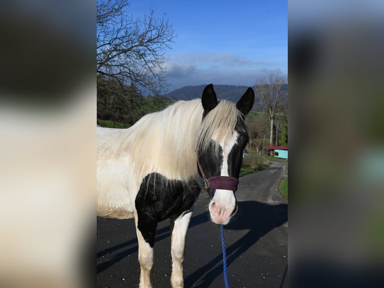 Noriker Klacz 9 lat in Klettgau