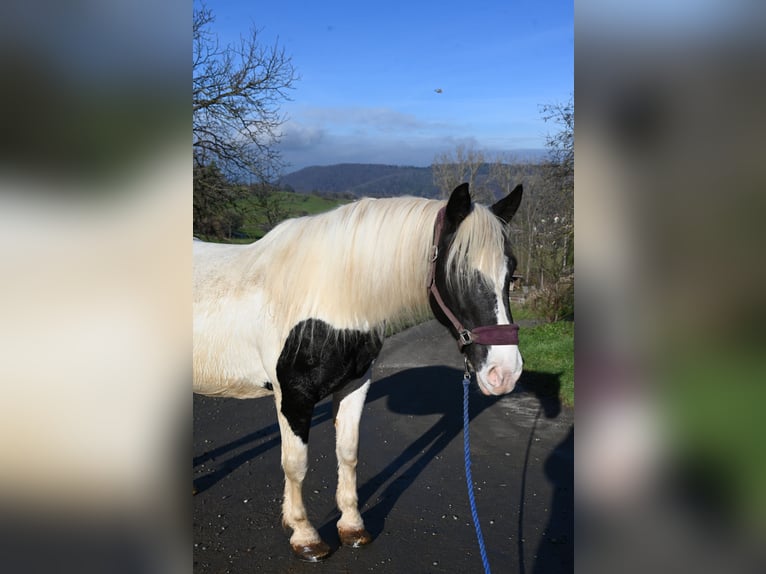 Noriker Klacz 9 lat in Klettgau