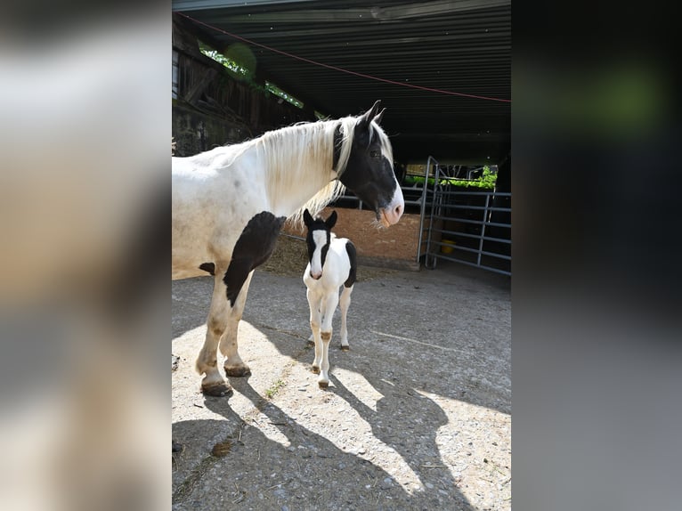 Noriker Klacz 9 lat  in Klettgau-Bühl