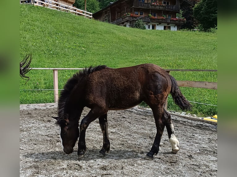 Noriker Klacz  Kara in Kelchsau