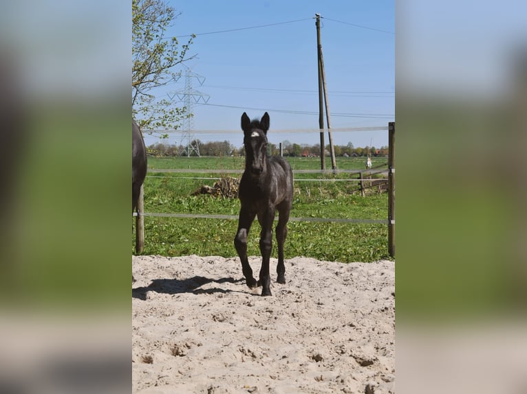Noriker Klacz Źrebak (04/2026) Stalowosiwy in Stadland