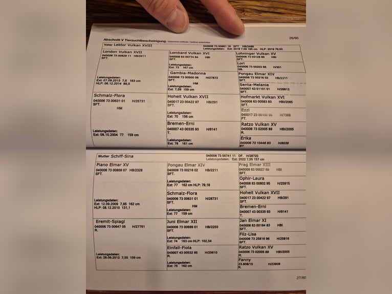 Noriker Klacz Źrebak (05/2025) Tarantowata in Tamsweg