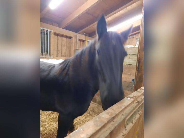 Noriker Mare 10 years 15,2 hh Black in Kl.pöchlarn